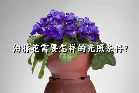 海豚花需要怎样的光照条件？