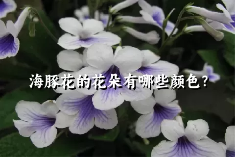 海豚花的花朵有哪些颜色？