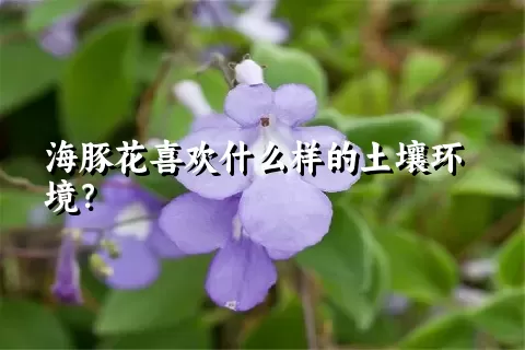 海豚花喜欢什么样的土壤环境？