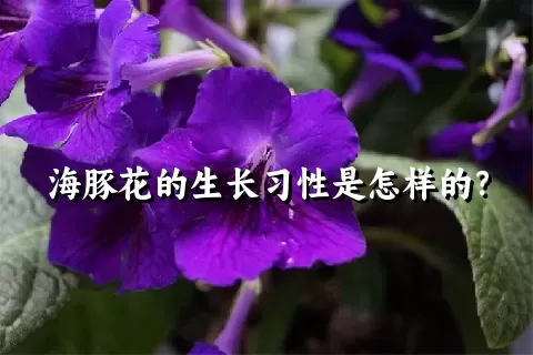 海豚花的生长习性是怎样的？