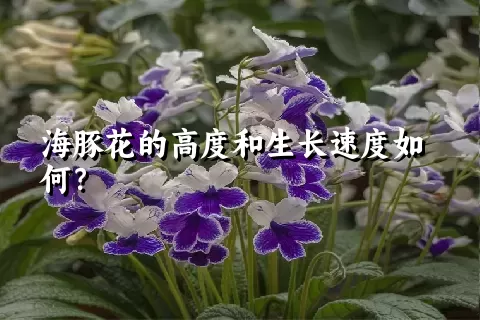 海豚花的高度和生长速度如何？