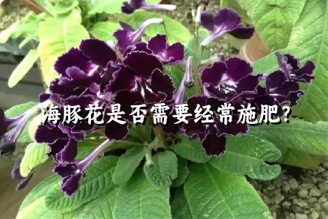 海豚花是否需要经常施肥？