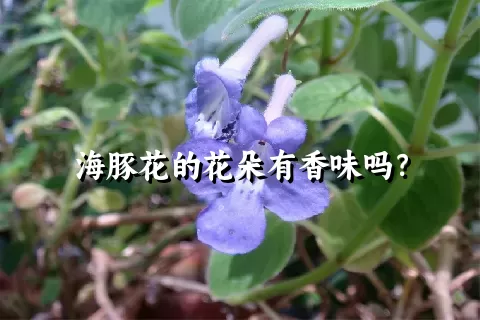 海豚花的花朵有香味吗？