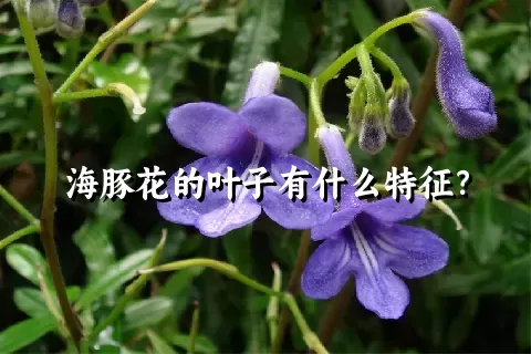 海豚花的叶子有什么特征？