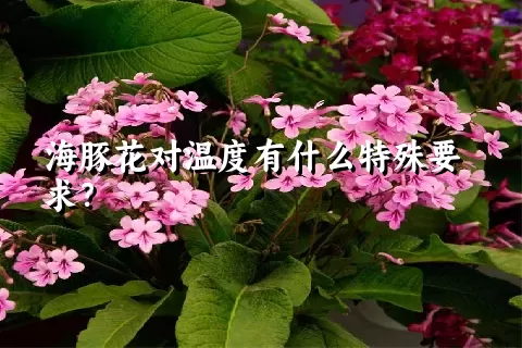 海豚花对温度有什么特殊要求？