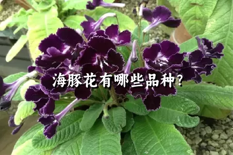 海豚花有哪些品种？