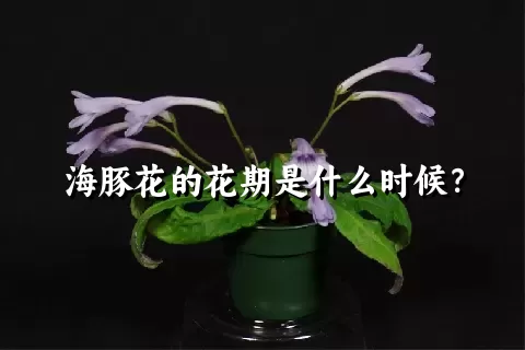 海豚花的花期是什么时候？