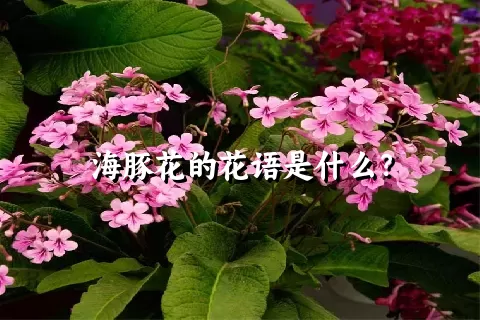 海豚花的花语是什么？