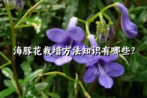 海豚花栽培方法知识有哪些？