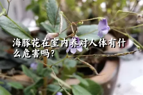 海豚花在室内养对人体有什么危害吗？