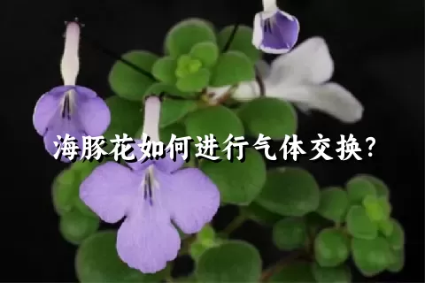 海豚花如何进行气体交换？