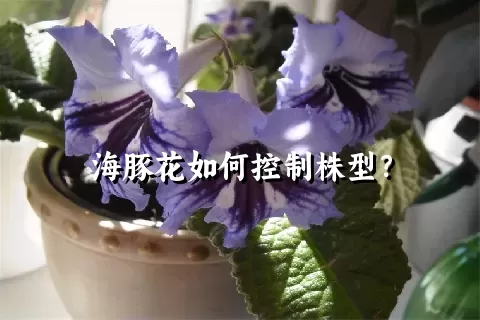 海豚花如何控制株型？