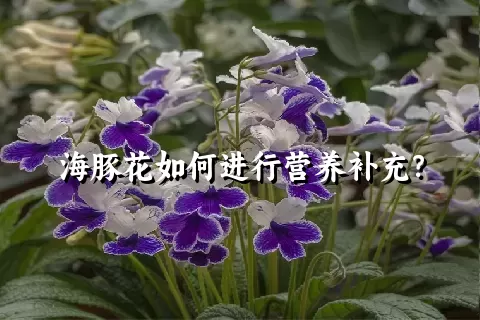 海豚花如何进行营养补充？