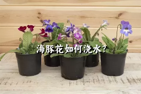 海豚花如何浇水？