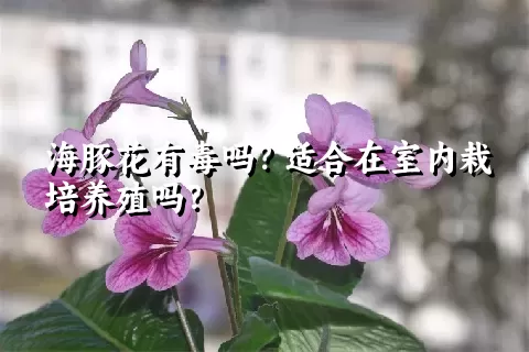 海豚花有毒吗？适合在室内栽培养殖吗？