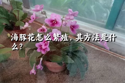 海豚花怎么繁殖，其方法是什么？