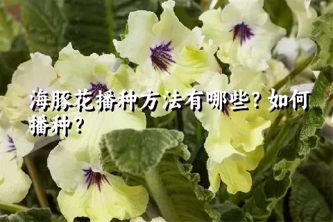 海豚花播种方法有哪些？如何播种？