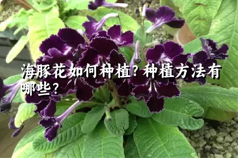 海豚花如何种植？种植方法有哪些？