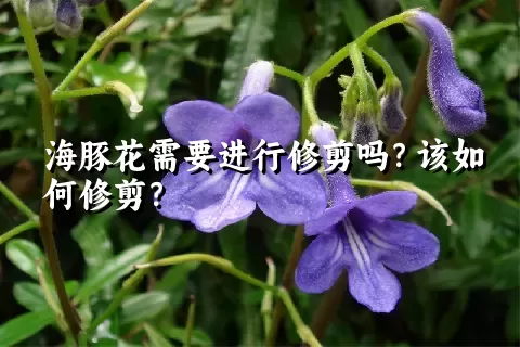 海豚花需要进行修剪吗？该如何修剪？