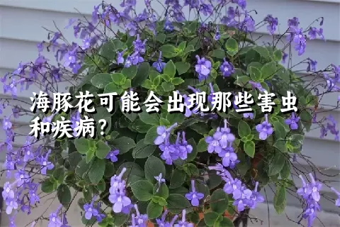 海豚花可能会出现那些害虫和疾病？