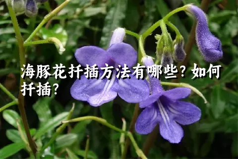 海豚花扦插方法有哪些？如何扦插？