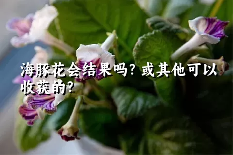 海豚花会结果吗？或其他可以收获的？