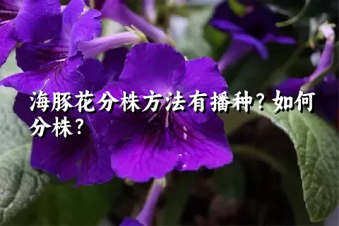 海豚花分株方法有播种？如何分株？