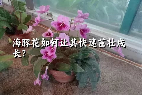 海豚花如何让其快速茁壮成长？