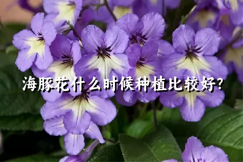 海豚花什么时候种植比较好？