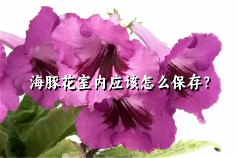 海豚花室内应该怎么保存？