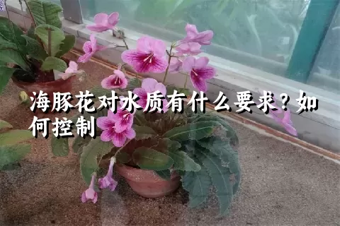 海豚花对水质有什么要求？如何控制