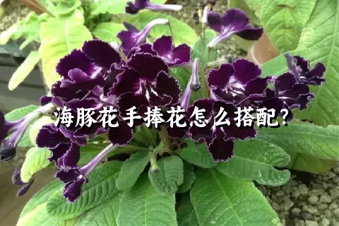 海豚花手捧花怎么搭配？