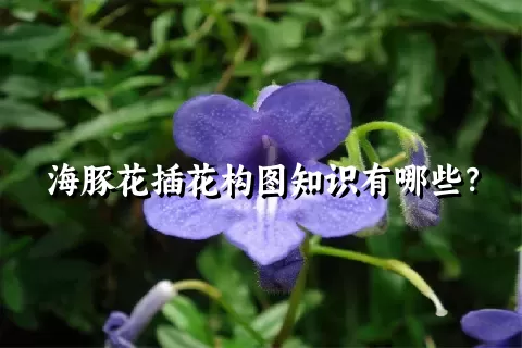 海豚花插花构图知识有哪些？