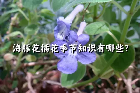 海豚花插花季节知识有哪些？