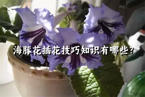 海豚花插花技巧知识有哪些？