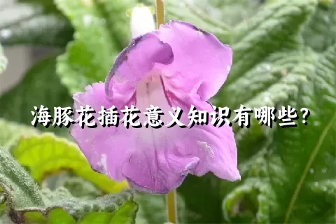 海豚花插花意义知识有哪些？