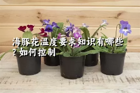 海豚花温度要求知识有哪些？如何控制