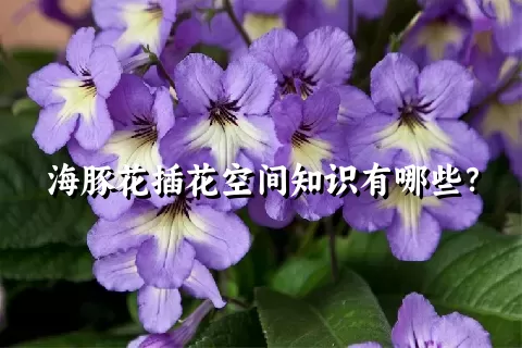 海豚花插花空间知识有哪些？