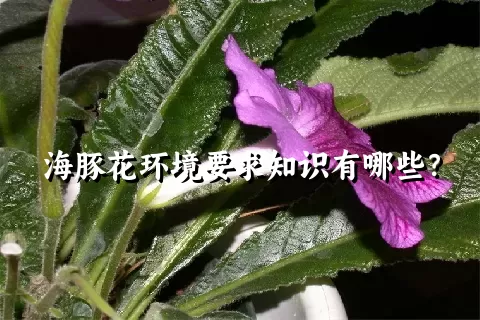 海豚花环境要求知识有哪些？