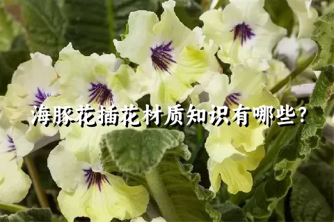 海豚花插花材质知识有哪些？