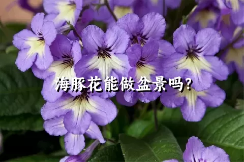 海豚花能做盆景吗？