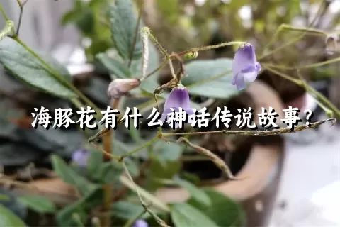 海豚花有什么神话传说故事？