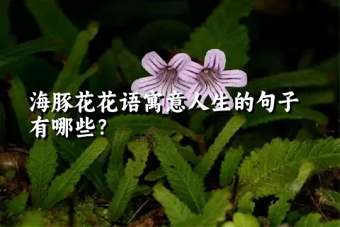 海豚花花语寓意人生的句子有哪些？