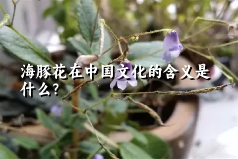 海豚花在中国文化的含义是什么？