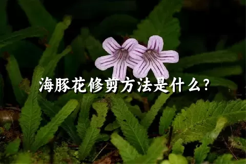 海豚花修剪方法是什么？