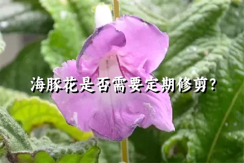 海豚花是否需要定期修剪？