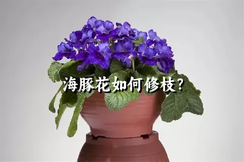 海豚花如何修枝？