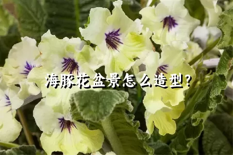 海豚花盆景怎么造型？