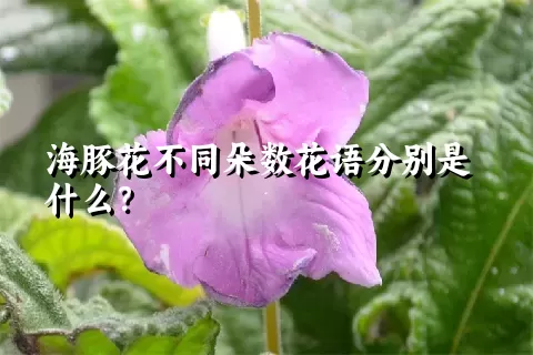 海豚花不同朵数花语分别是什么？