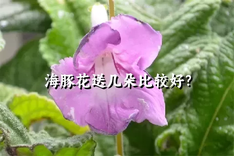 海豚花送几朵比较好？